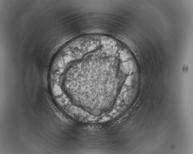 X0000096640345200803041131