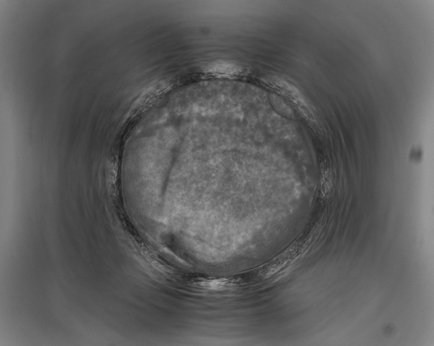 X0000096640365200803041132