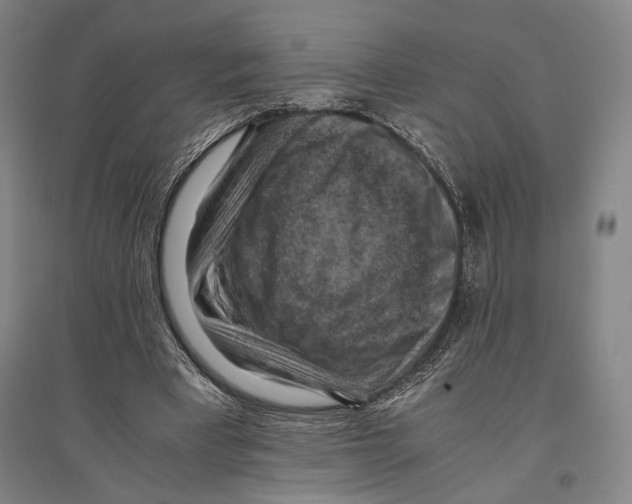 X0000096640393200803041131