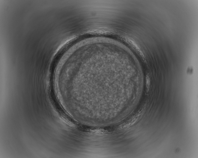 X0000096640396200803041131