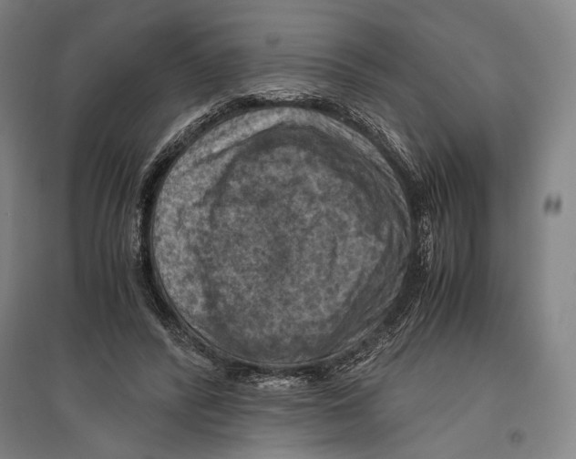 X0000096640400200803041131