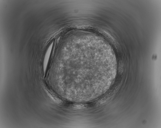 X0000096640405200803041131