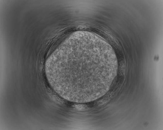 X0000096640417200803041131