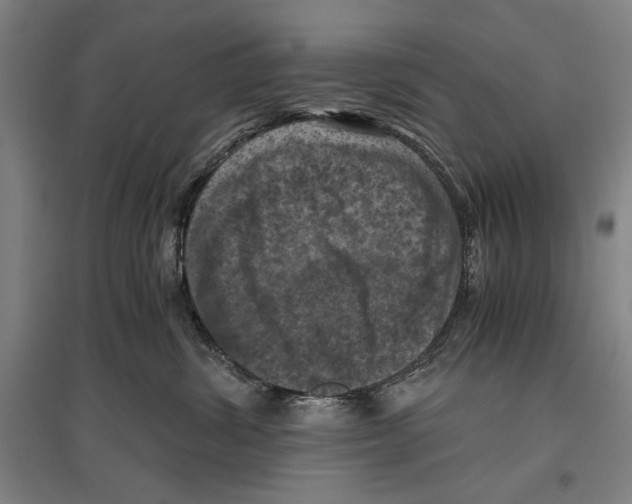 X0000096640428200803041131