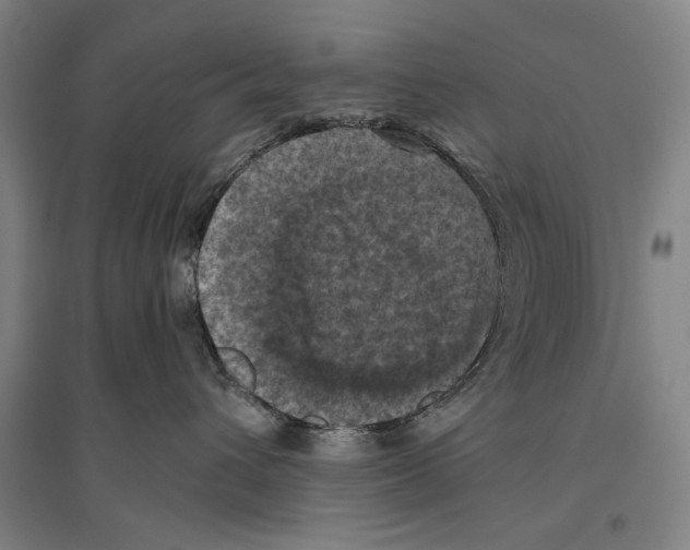 X0000096640432200803041131