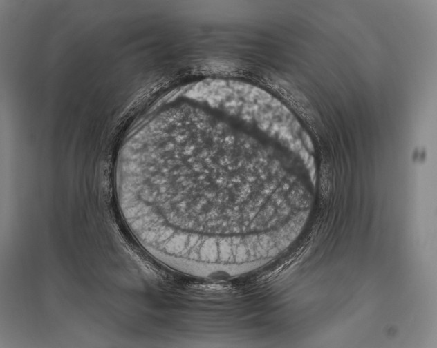 X0000096640449200803041130