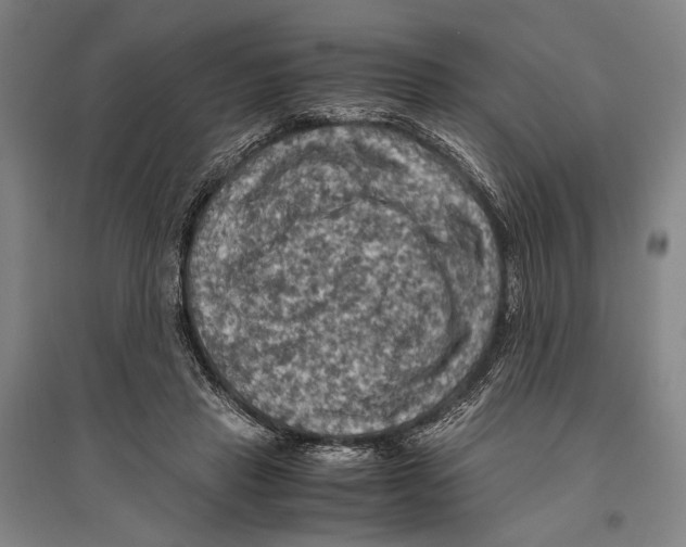 X0000096640453200803041130