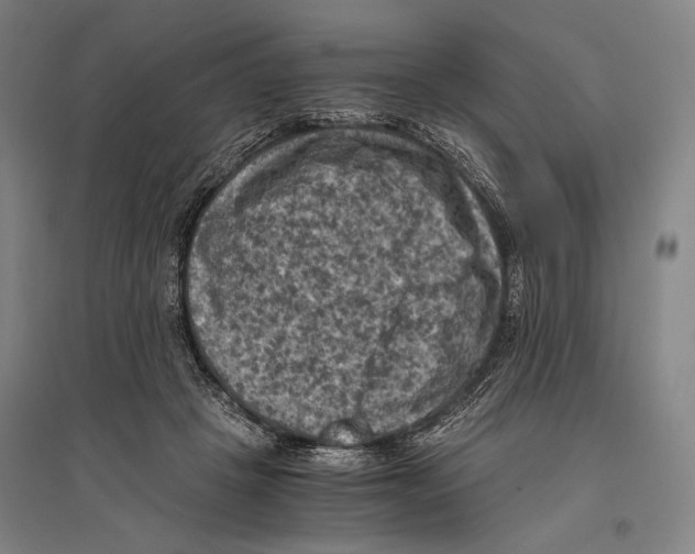 X0000096640457200803041130