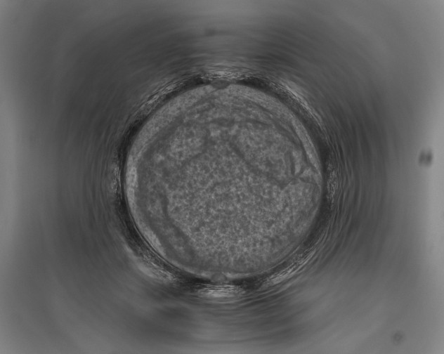 X0000096640459200803041130