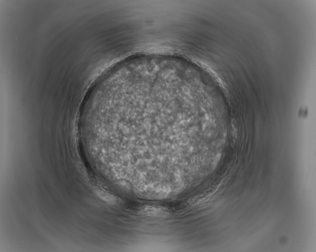 X0000096640487200803041130