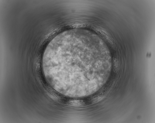 X0000096640499200803041130