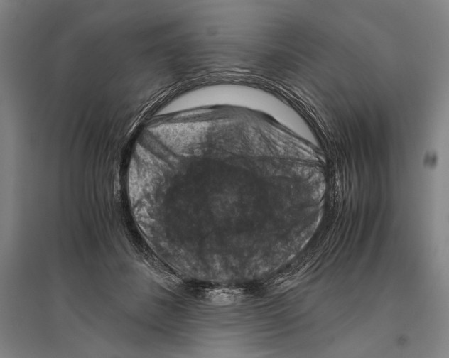 X0000096640508200803041129