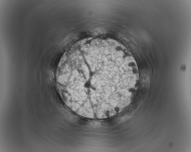 X0000096640523200803041129