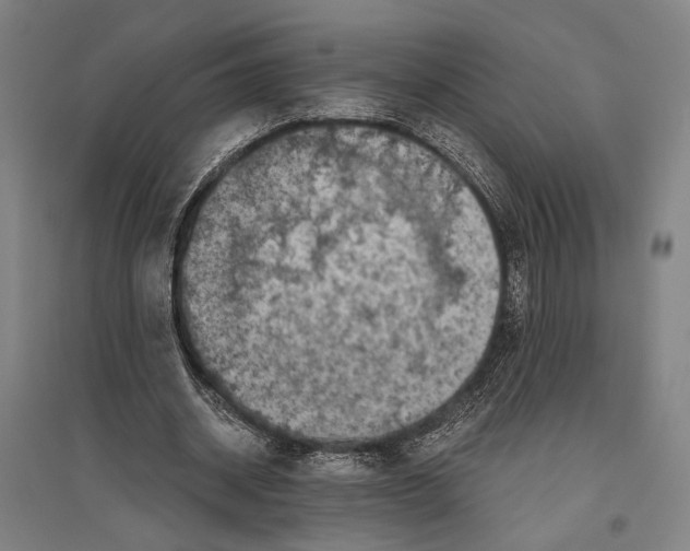 X0000096640534200803041129