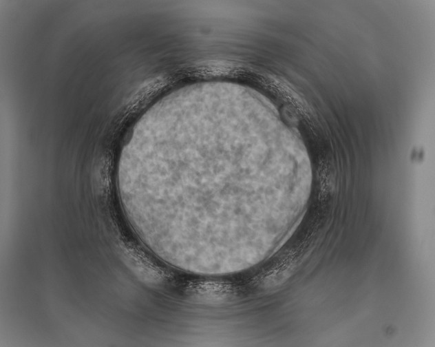 X0000096640546200803041129