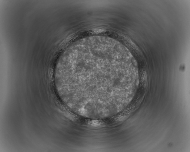 X0000096640565200803041129