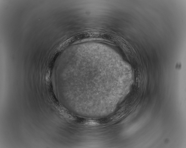 X0000096640610200803041128