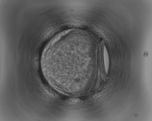 X0000096640642200803041127