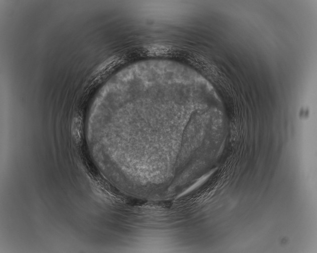 X0000096640648200803041128