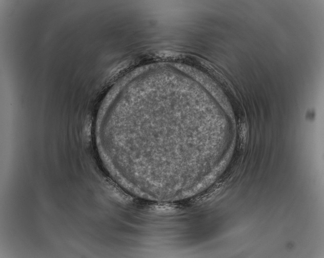 X0000096640668200803041128