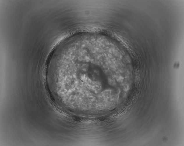 X0000096640679200803041127