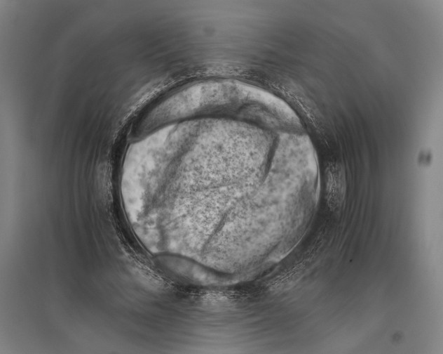 X0000096640684200803041127