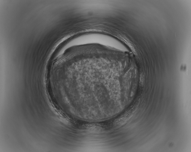 X0000096640724200803041126