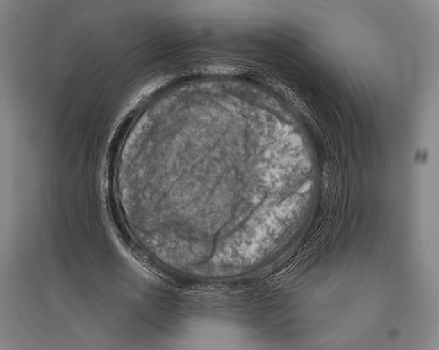 X0000096640726200803041126