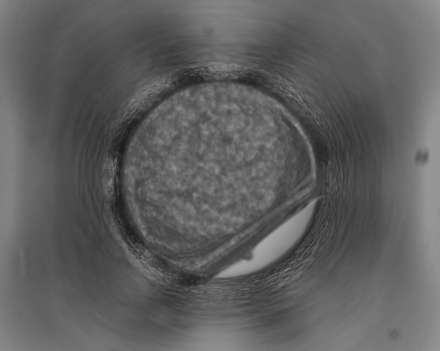 X0000096640742200803041126