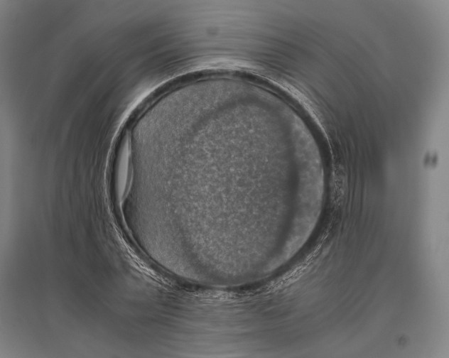 X0000096640783200803041125