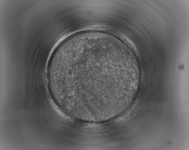 X0000096640800200803041125