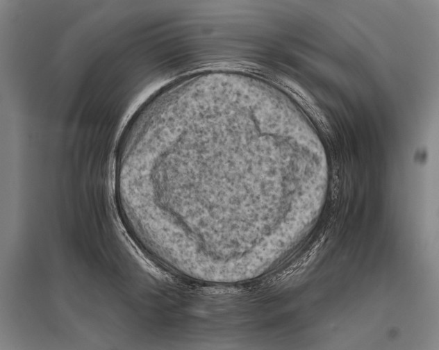 X0000096640804200803041125