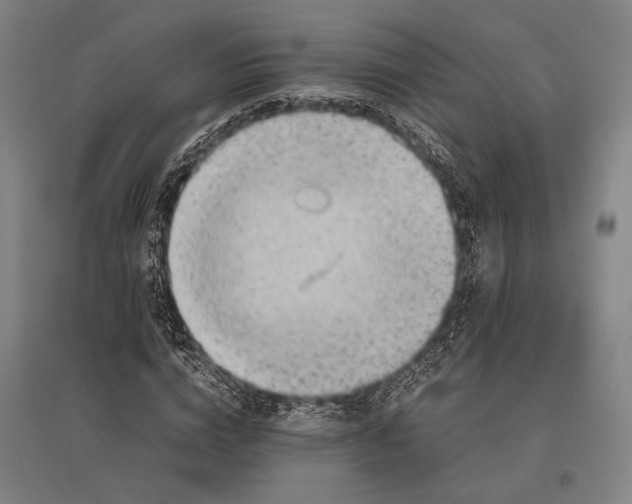 X0000096640824200803041124