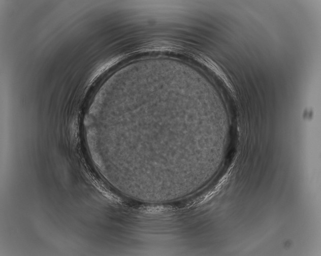 X0000096640826200803041124