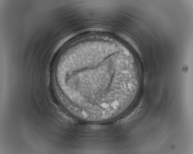 X0000096640829200803041124