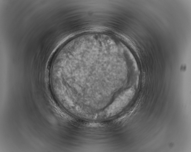 X0000096640835200803041124