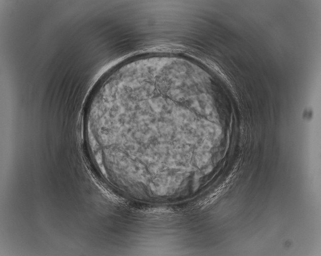 X0000096640838200803041124