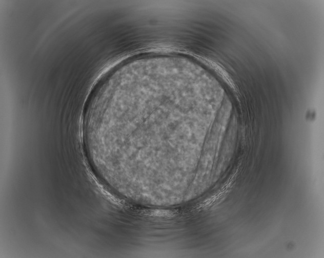 X0000096640839200803041124