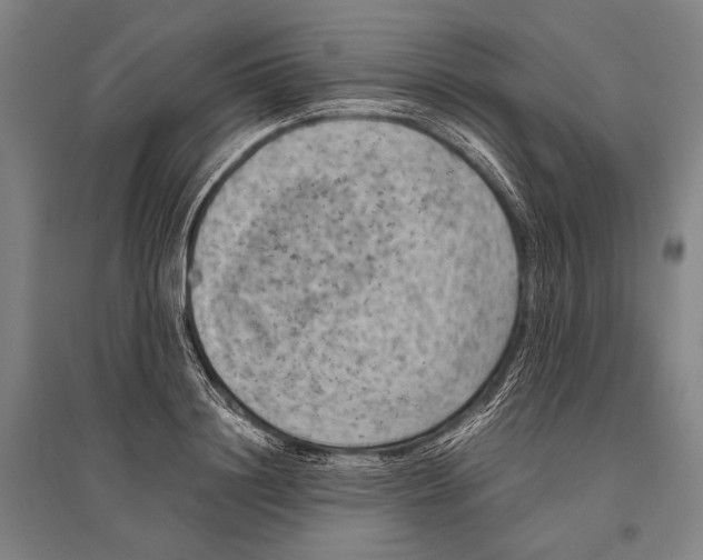 X0000096640844200803041124