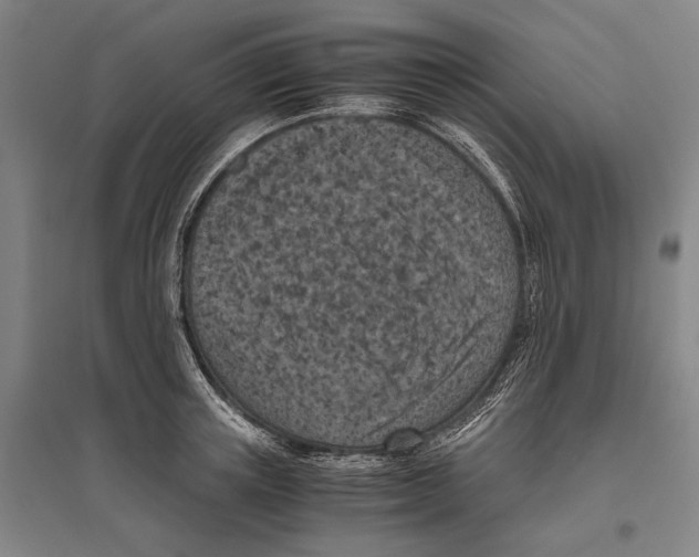 X0000096640851200803041125