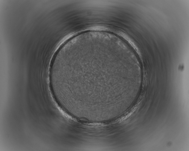 X0000096640853200803041125