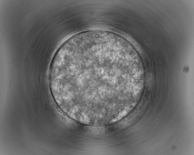 X0000096640856200803041125