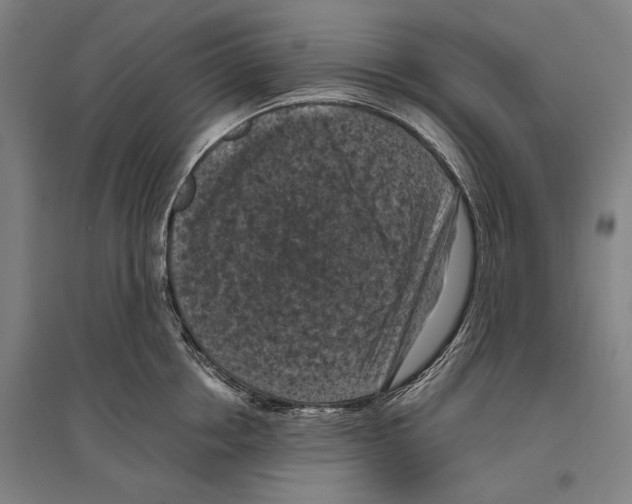 X0000096640858200803041125