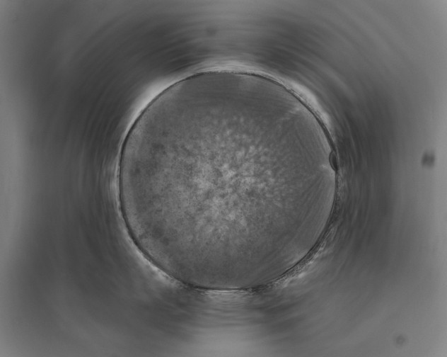 X0000096640863200803041125