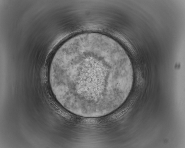 X0000096640878200803041124