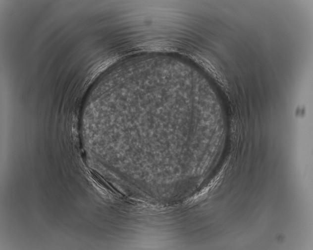 X0000096640881200803041124