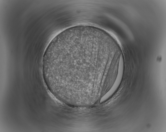 X0000096640903200803041124