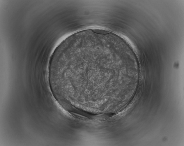 X0000096640910200803041123