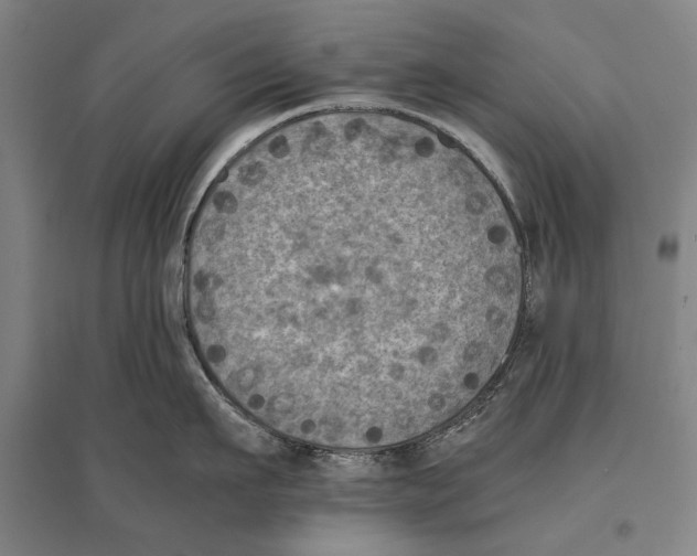 X0000096640911200803041123