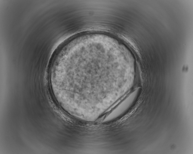 X0000096640928200803041123